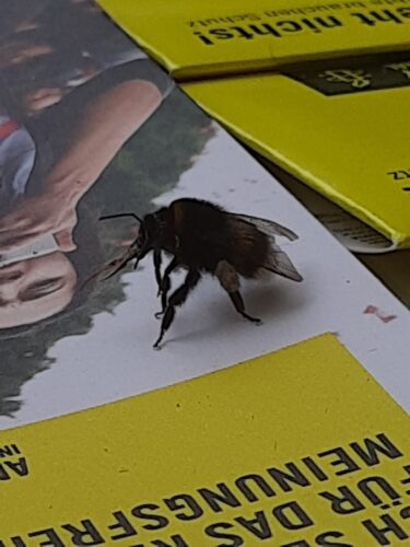 Nachhaltigkeitstag an der HHU 9. Juni 2026 Hummel